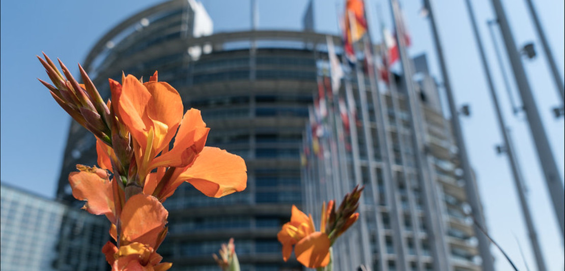 Auf dem Bild sieht man eine Blüte und im Hintergrund ist das Gebäude des Europäischen Parlaments in Straßburg