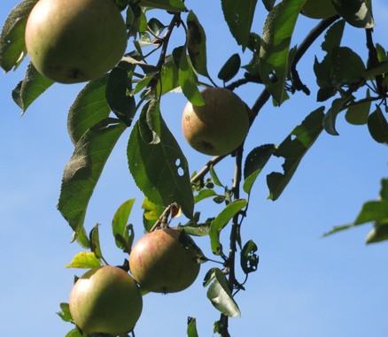 Man erkennt vier reife Äpfel vor einem blauen Himmel am Zweig hängen.