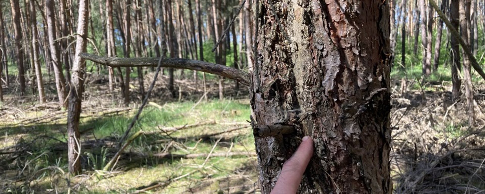Auf dem Bild sieht man links die geschützte Aufforstung, die mit ELER-Mitteln der Europäischen Union gefördert wurde. Der Wald wird von der Kirchlichen Waldgemeinschaft Mittelbrandenburg bewirtschaftet.