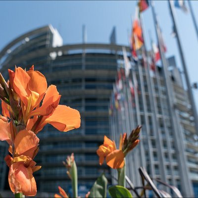 Auf dem Bild sieht man eine Blüte und im Hintergrund ist das Gebäude des Europäischen Parlaments in Straßburg
