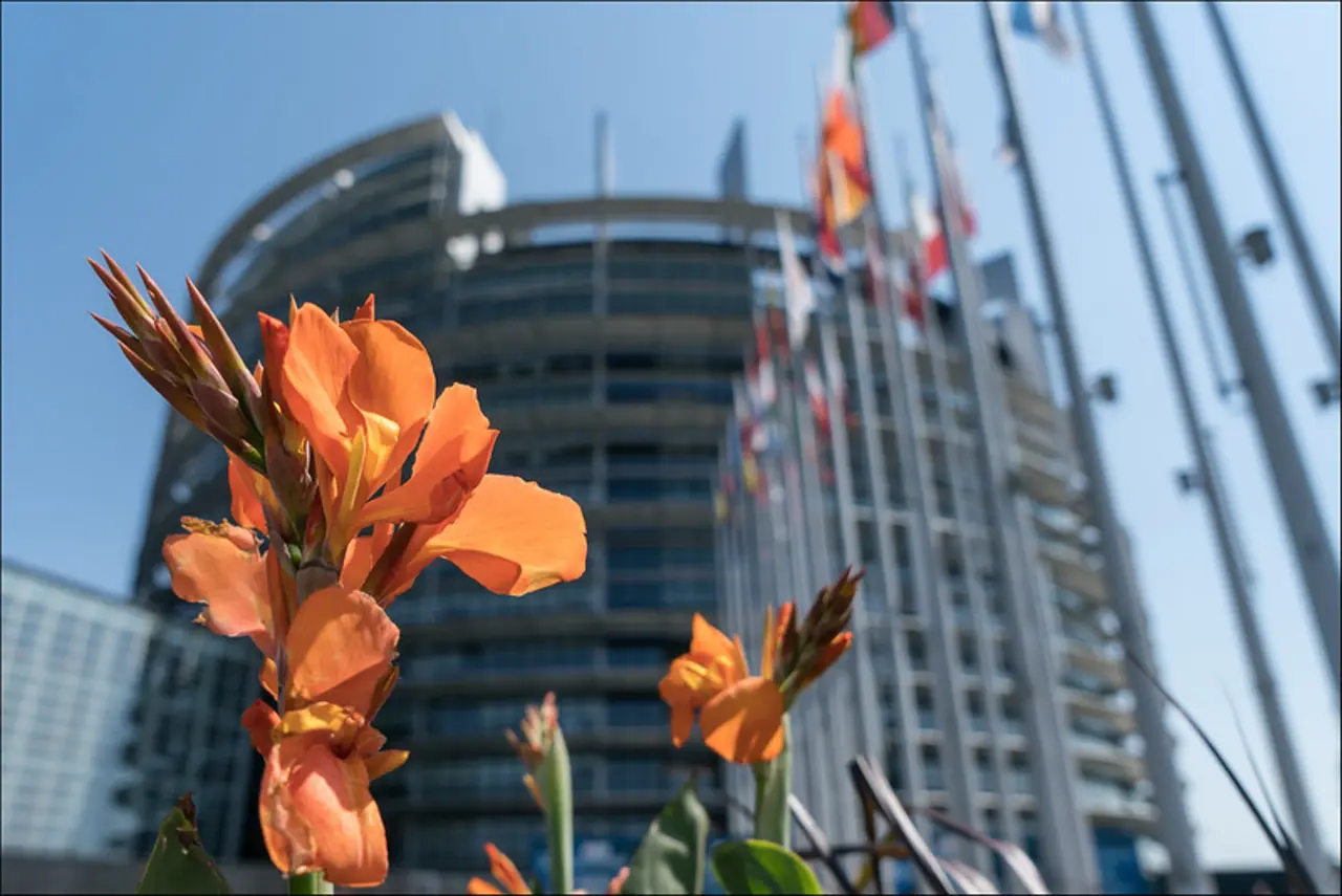 Auf dem Bild sieht man eine Blüte und im Hintergrund ist das Gebäude des Europäischen Parlaments in Straßburg