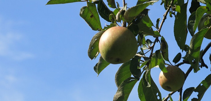 Foto: EKBO, zu sehen sind Apfelbaumzweige mit Äpfeln vor blauem Himmel
