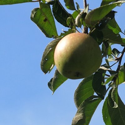 Apfel am Baum, Foto: EKBO