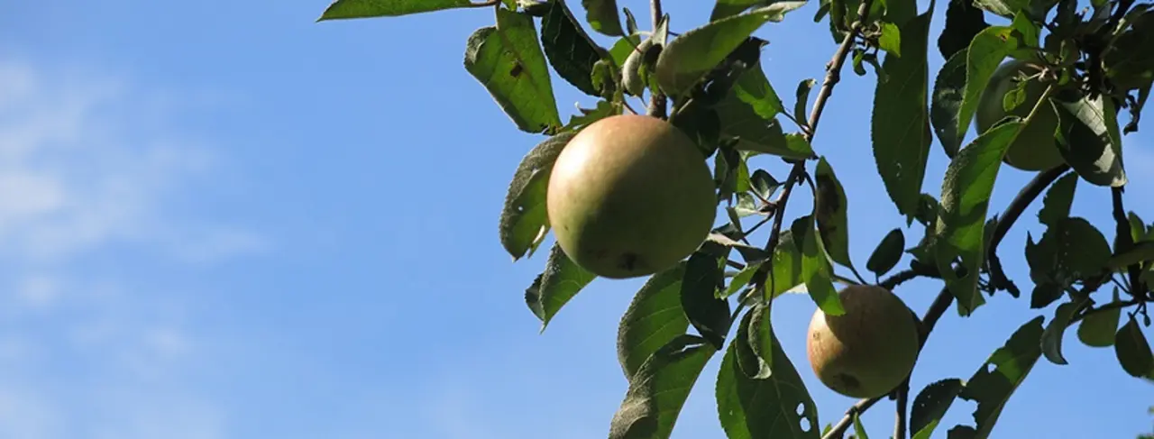 Apfel am Baum, Foto: EKBO