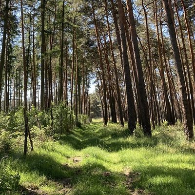 Auf dem Bild sieht man links die geschützte Aufforstung, die mit ELER-Mitteln der Europäischen Union gefördert wurde. Der Waldteil im rechten Bild weist deutlich weniger nachwachsenden Mischwald auf, da die Wildtiere kaum Verjüngung des Waldes zulassen.