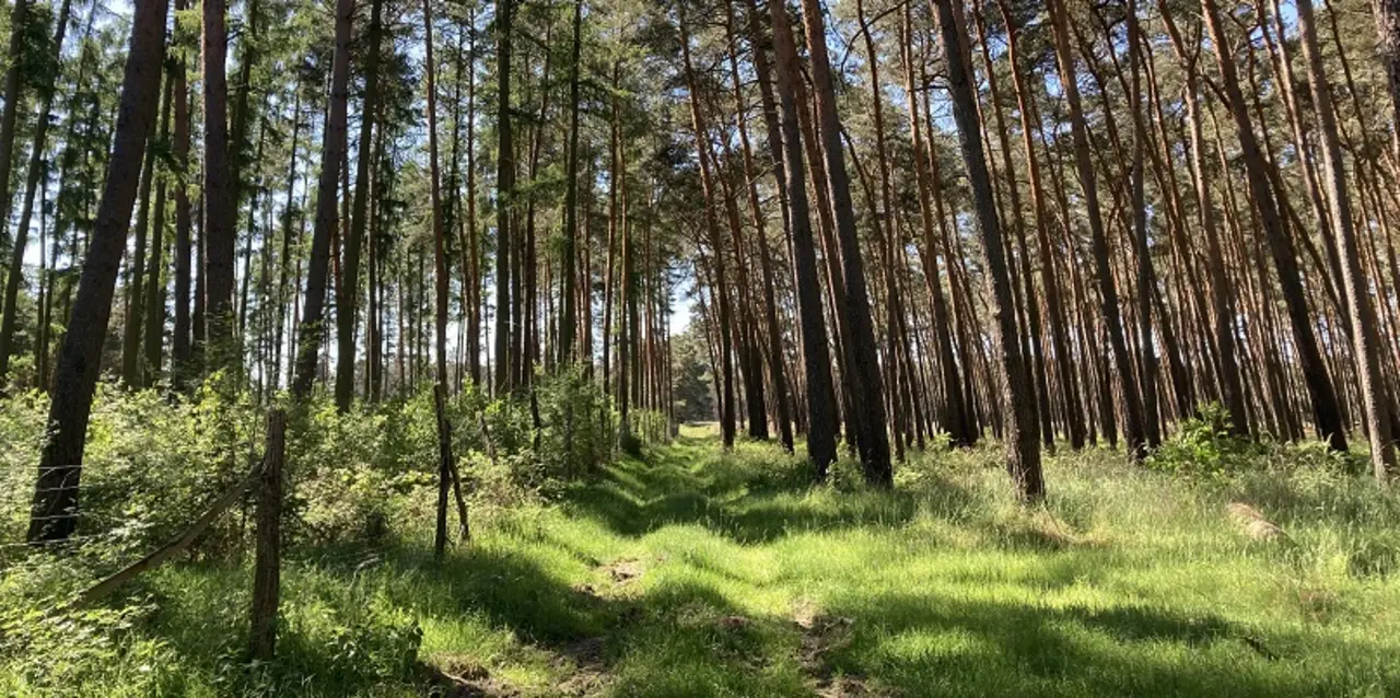 Auf dem Bild sieht man links die geschützte Aufforstung, die mit ELER-Mitteln der Europäischen Union gefördert wurde. Der Waldteil im rechten Bild weist deutlich weniger nachwachsenden Mischwald auf, da die Wildtiere kaum Verjüngung des Waldes zulassen.