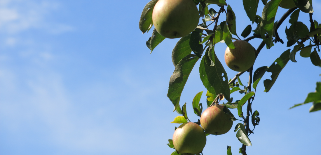 Man erkennt vier reife Äpfel vor einem blauen Himmel am Zweig hängen.